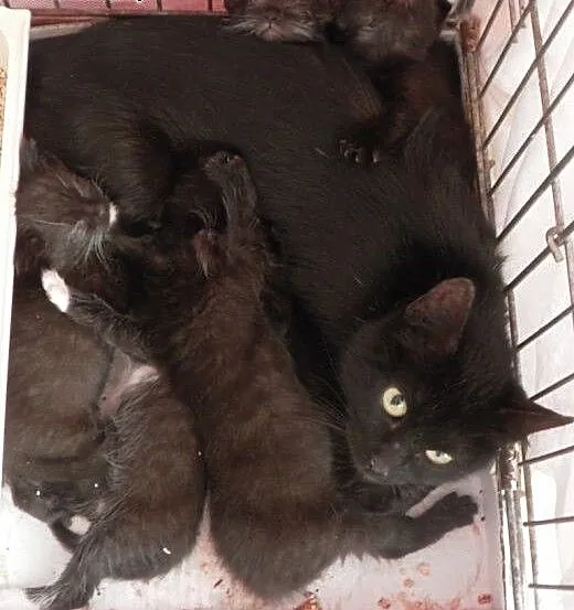 Kociaki do adopcji!, mazowieckie Piastów