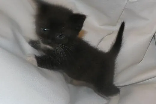 Kociaki do adopcji!,  mazowieckie Piastów