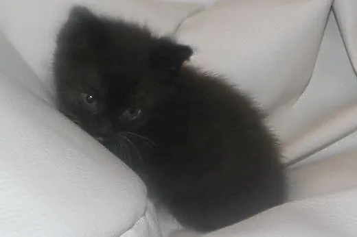 Kociaki do adopcji!,  mazowieckie Piastów