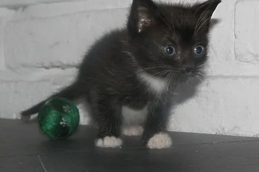 Kociaki do adopcji!,  mazowieckie Piastów
