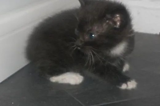 Kociaki do adopcji!,  mazowieckie Piastów
