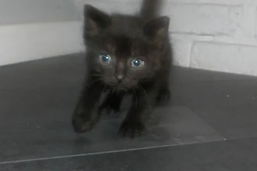 Kociaki do adopcji!,  mazowieckie Piastów