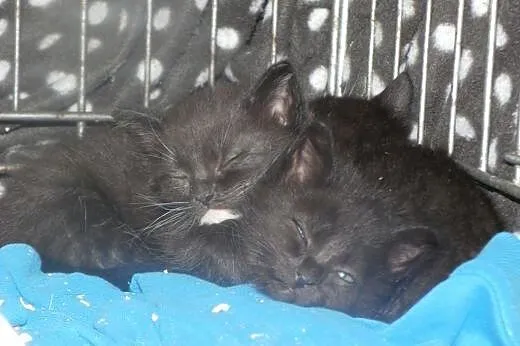 Kociaki do adopcji!,  mazowieckie Piastów