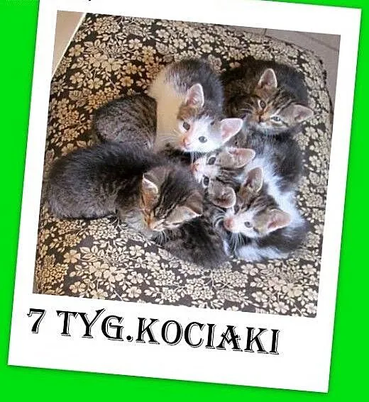 7 tyg.kocięta do adopcji,kociczki,kocurki ze schro