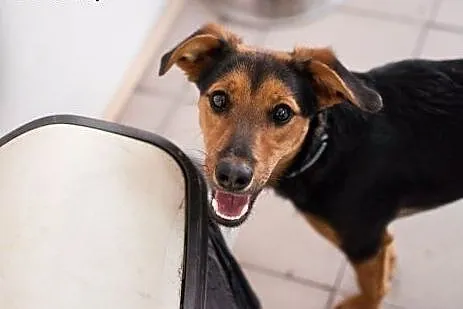 6 miesięczna, kochana Sabinka do adopcji,  Kundelki cała Polska