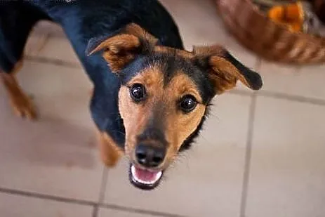 6 miesięczna, kochana Sabinka do adopcji,  Kundelk