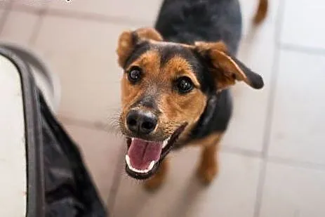 6 miesięczna, kochana Sabinka do adopcji,  Kundelk