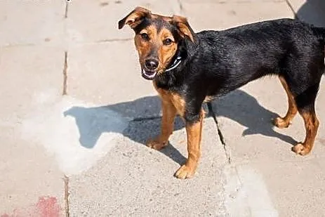 6 miesięczna, kochana Sabinka do adopcji,  Kundelk