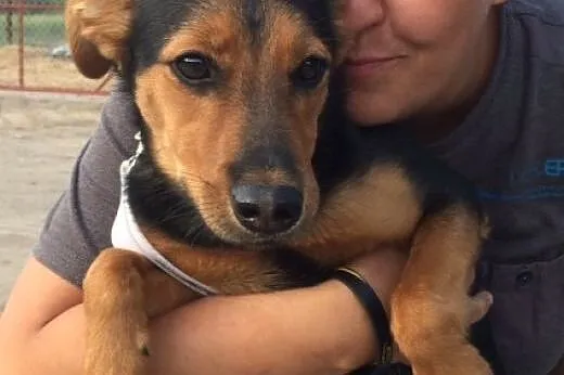 6 miesięczna, kochana Sabinka do adopcji,  Kundelk