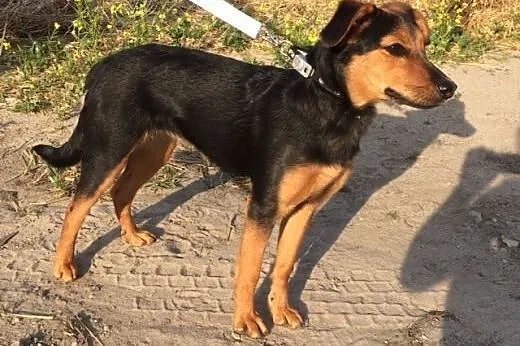6 miesięczna, kochana Sabinka do adopcji,  Kundelk