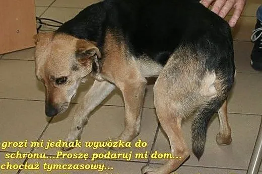 Szukamy DT lub DS na CITO,  świętokrzyskie Ostrowi