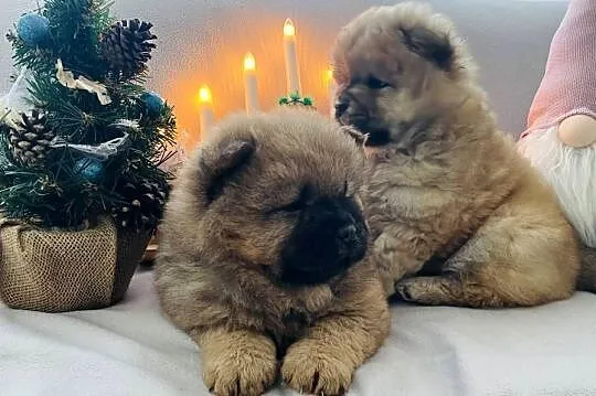 Przeurocza suczka Chow chow