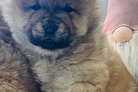 Przeurocza suczka Chow chow, Podlaskie, Łomża