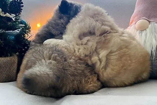 Przeurocza suczka Chow chow, Podlaskie, Łomża