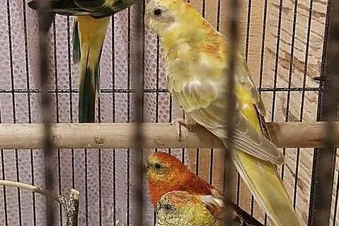 papugi świergotki papuga świergotka na sprzedaż