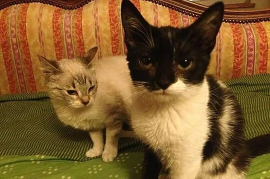 Dwie cudowne kotki do adopcji, ale tylko razem.