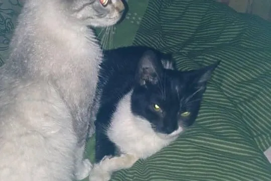 Dwie cudowne kotki do adopcji, ale tylko razem.