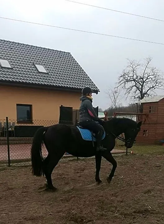 Dzierżawa konia klacz koń, , Janikowo