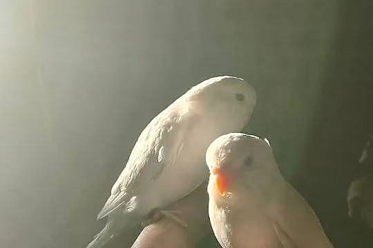 Sprzedam młode papugi faliste, Podkarpackie, Jadachy
