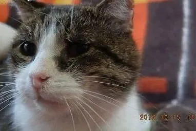 Kocur Johny czy go ktoś pokocha, czy ktoś da mu do