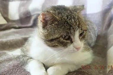 Kocur Johny czy go ktoś pokocha, czy ktoś da mu do