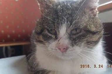 Kocur Johny czy go ktoś pokocha, czy ktoś da mu do