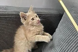 Gryzek Maine Coon