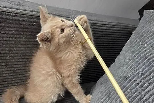 Gryzek Maine Coon, Pomorskie, Starogard Gdański
