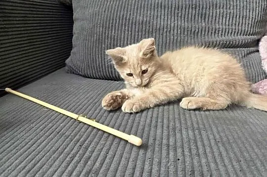 Gryzek Maine Coon, Pomorskie, Starogard Gdański