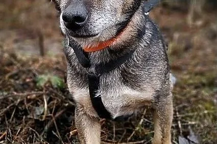 2 letni,łagodny,spokojny,przesympatyczny,zaszczepiony psiak GACEK.Adopcja., Łódzkie, Łódź