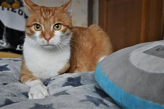 Garfield z Fundacji Miasto Kotów,  łódzkie Piotrków Trybunalski, Łódzkie, Piotrków Trybunalski