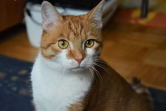 Garfield z Fundacji Miasto Kotów,  łódzkie Piotrków Trybunalski, Łódzkie, Piotrków Trybunalski