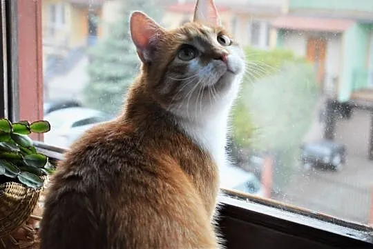 Garfield z Fundacji Miasto Kotów,  łódzkie Piotrków Trybunalski, Łódzkie, Piotrków Trybunalski