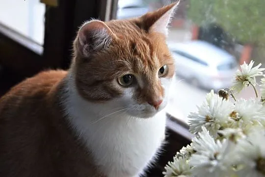 Garfield z Fundacji Miasto Kotów,  łódzkie Piotrków Trybunalski, Łódzkie, Piotrków Trybunalski