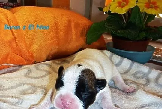 Buldog francuski - pieski - piękne umaszczenie