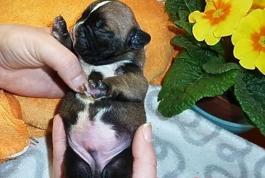 Buldog francuski - pieski - piękne umaszczenie