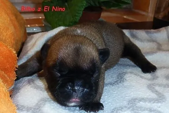 Buldog francuski - pieski - piękne umaszczenie