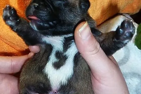 Buldog francuski - pieski - piękne umaszczenie