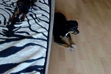 Akcja Poszukiwania Domu Dla Misia z Łodzi,  łódzki