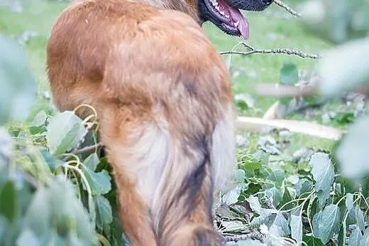 Ok. roczny Roki czeka na odpowiedzialnych opiekunó
