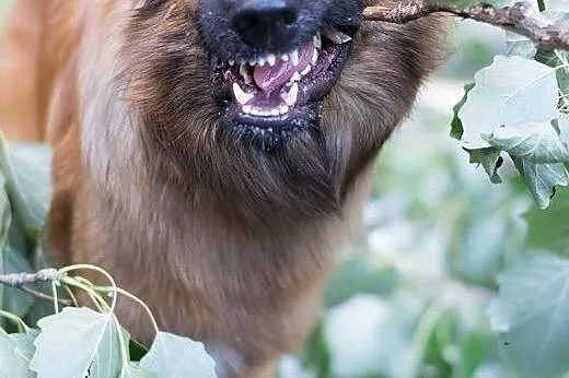 Ok. roczny Roki czeka na odpowiedzialnych opiekunó