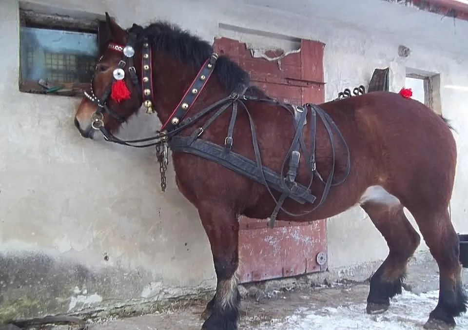 Klacz Zimnokrwista 3LATA