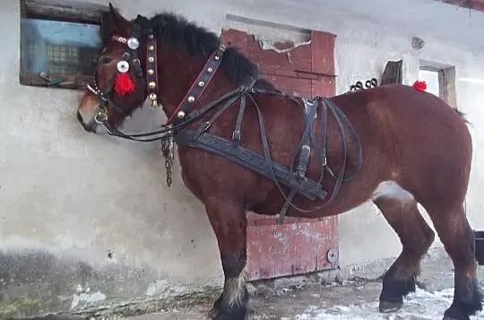 Klacz Zimnokrwista 3LATA