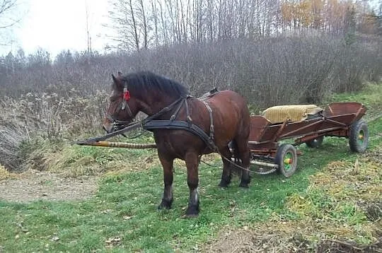 Klacz Zimnokrwista 3LATA