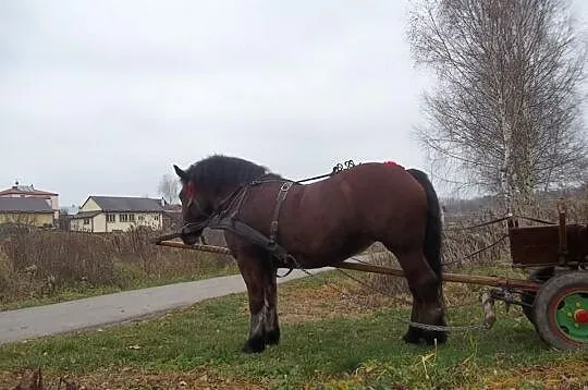 Klacz Zimnokrwista 3LATA