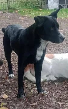 Ares - młody, aktywny, niekonfliktowy psiak o wielkim sercu!  Mówili, będzie mały, a wyrósł na dużeg, , Warszawa