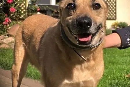 ZUZIA - kochana sunia, porzucona na działkach; do adopcji,  łódzkie Łódź, Łódzkie, Łódź