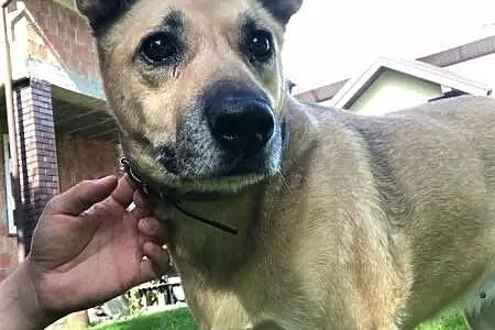 ZUZIA - kochana sunia, porzucona na działkach; do adopcji,  łódzkie Łódź, Łódzkie, Łódź