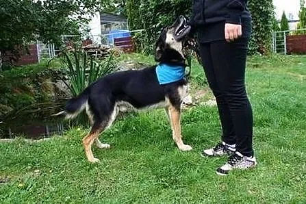 Teo - skazany na samotność...Podarujesz mu dom?,  