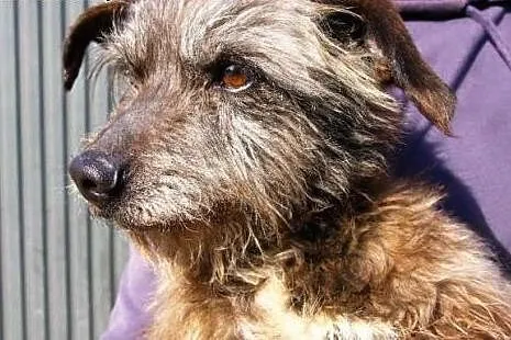 Agat - mały pies - staruszek poleca się do adopcji,  śląskie Katowice